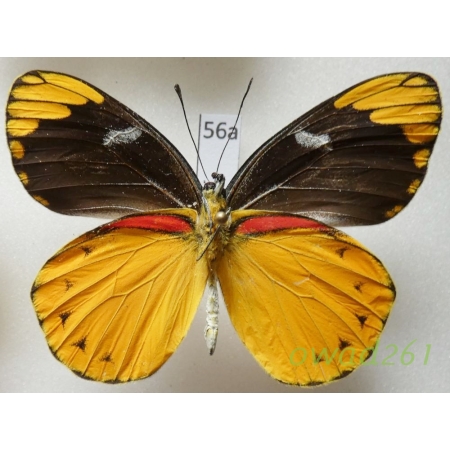 Delias splendida Rothschild, 1894 Indonesia, Timor56a